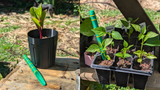 Bamboo-Style 3-in-1 Garden Dibber & Scoop