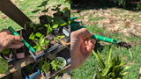Bamboo-Style 3-in-1 Garden Dibber & Scoop